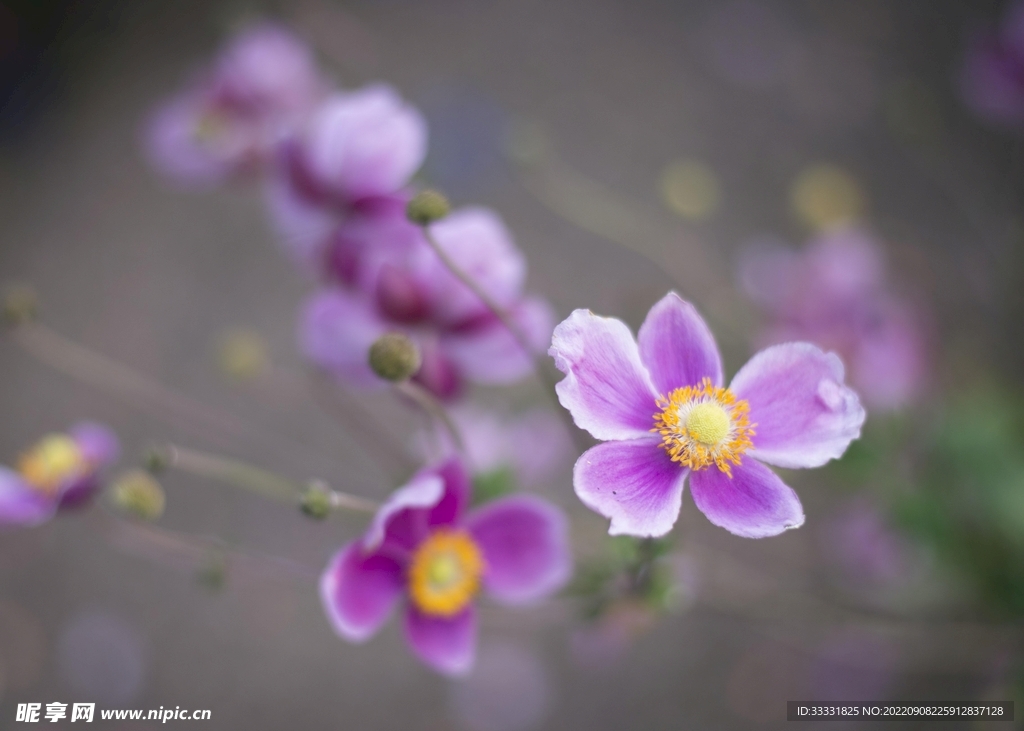 海葵花