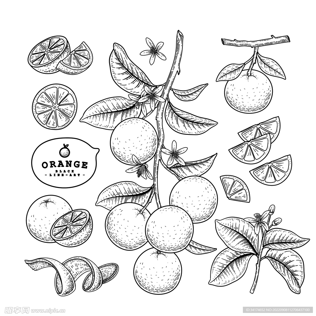 橘子矢量线描图