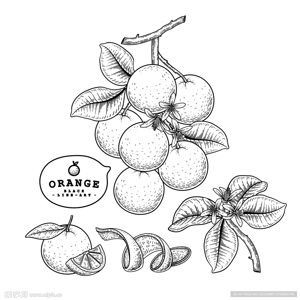 橘子矢量线描图