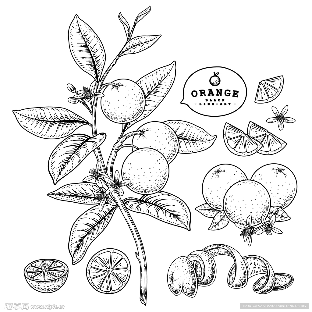 橘子矢量线描图