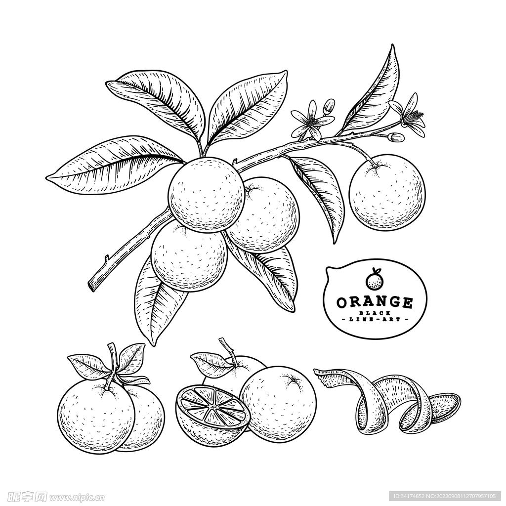 橘子矢量线描图