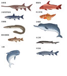 长江鱼类  