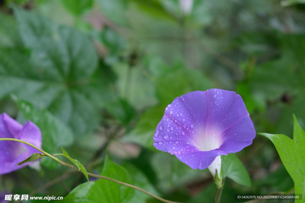 花系列2