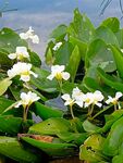 海菜花