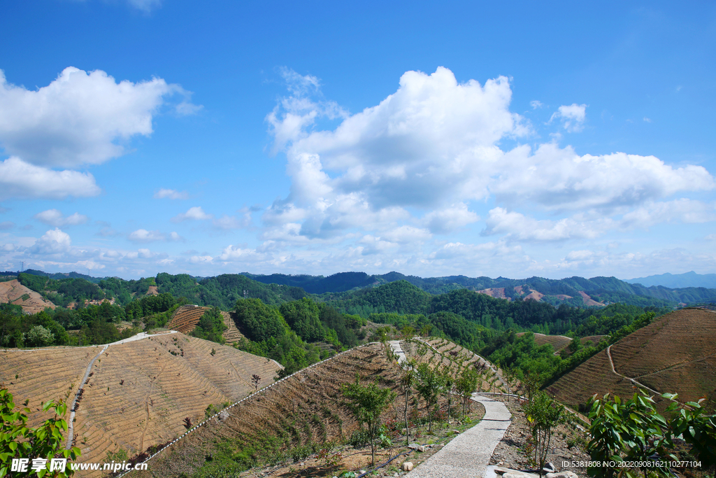 商南茶山