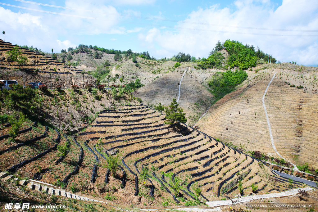 商南茶山