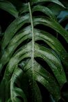 绿色植物大叶片