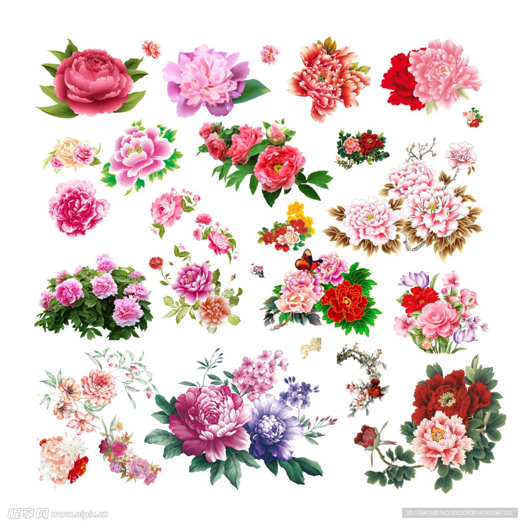 牡丹花