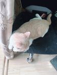 趴在椅子上的小猫