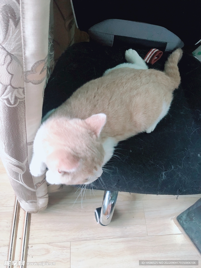 趴在椅子上的小猫