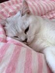 猫猫