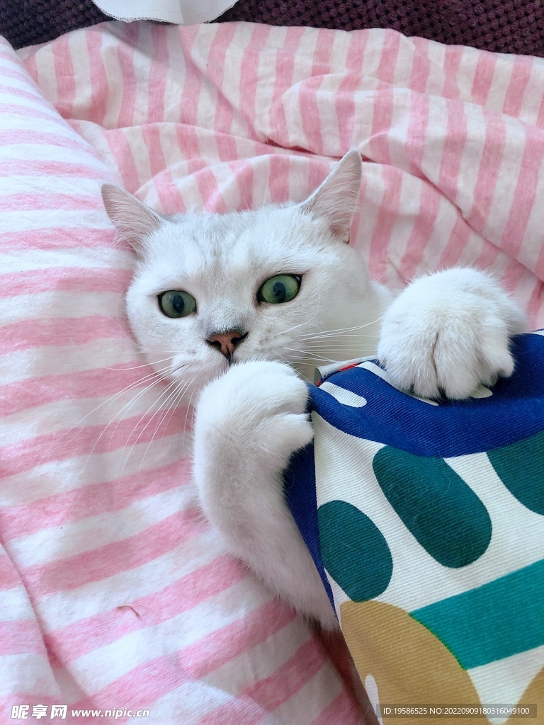 白猫抱枕头