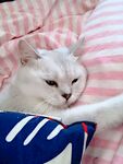 躺着的猫