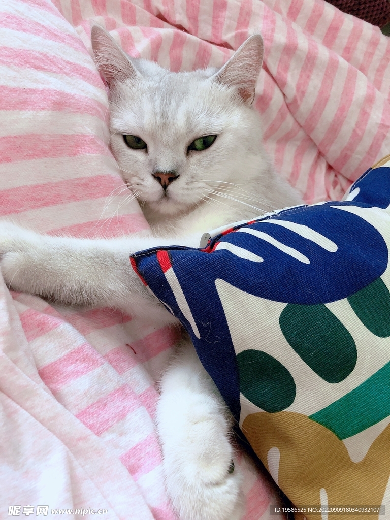 躺着的猫咪