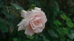 白蔷薇 月季