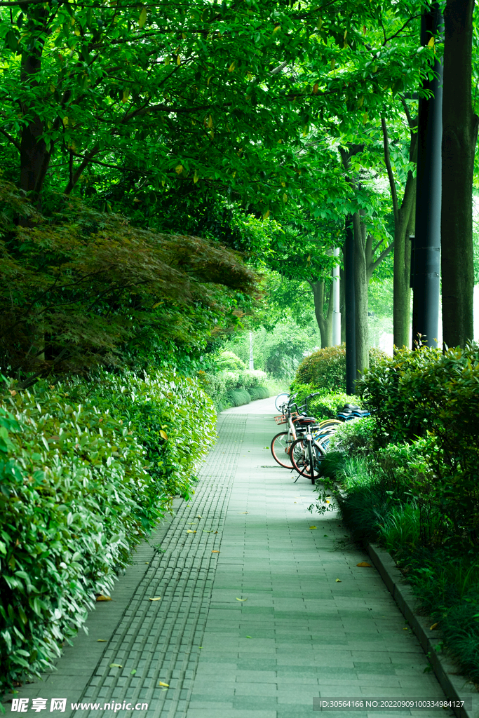 公园道路