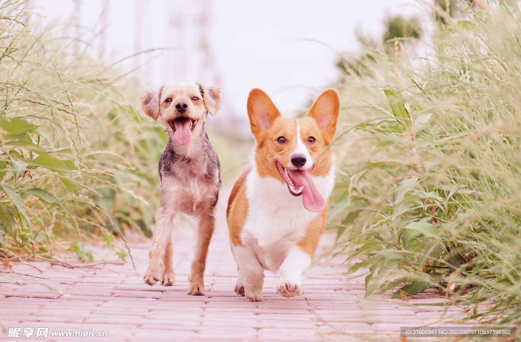 两只柯基犬