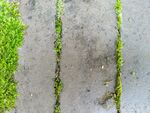 苔藓