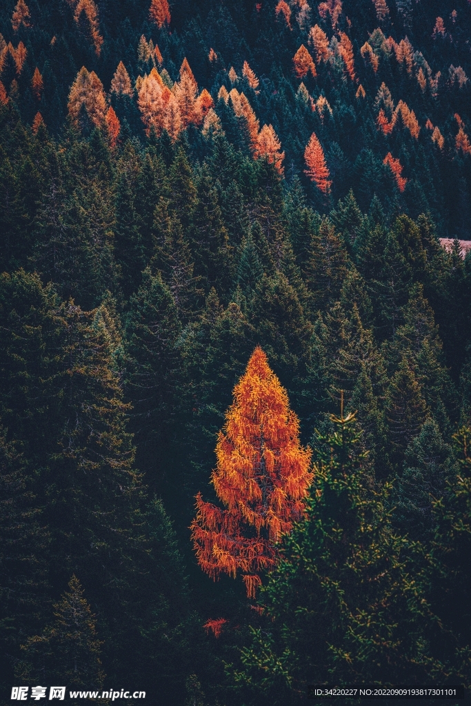 秋天风景