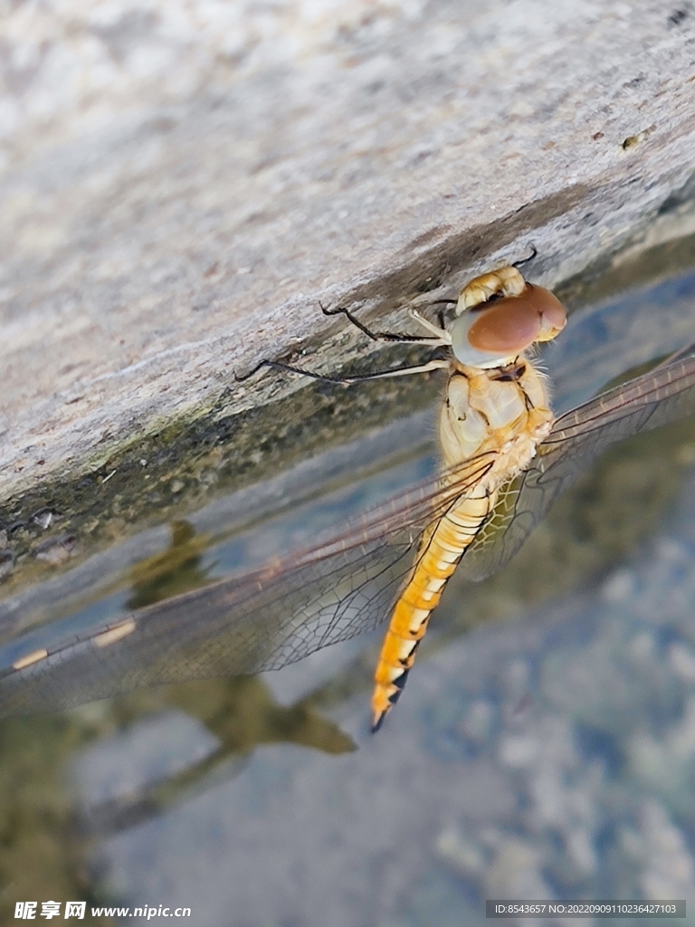 水边石头上的蜻蜓