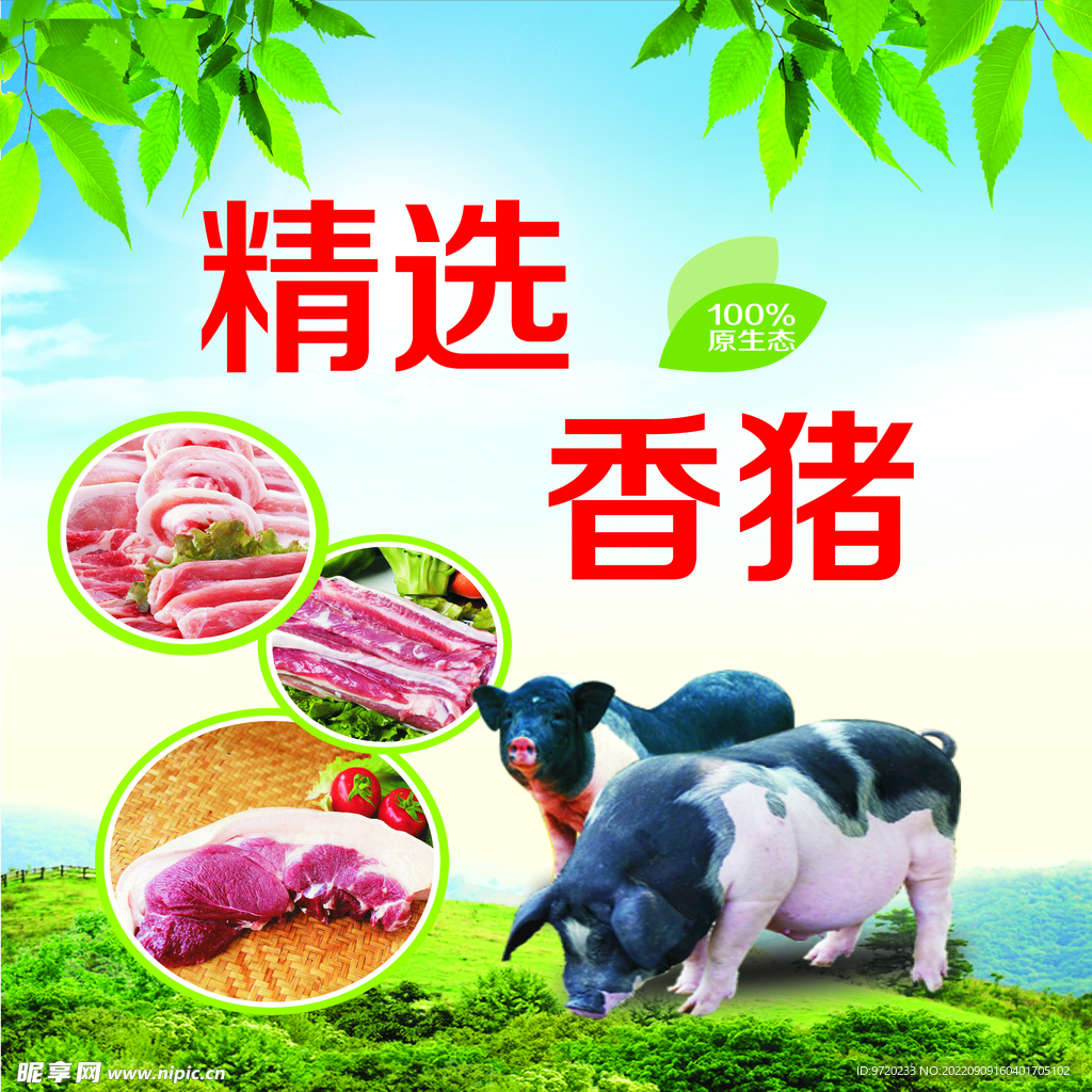 香猪