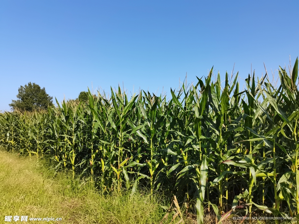 夏日的农地里，正整齐地长着一排排高、绿、甜的玉米照片摄影图片_ID:164967411-Veer图库