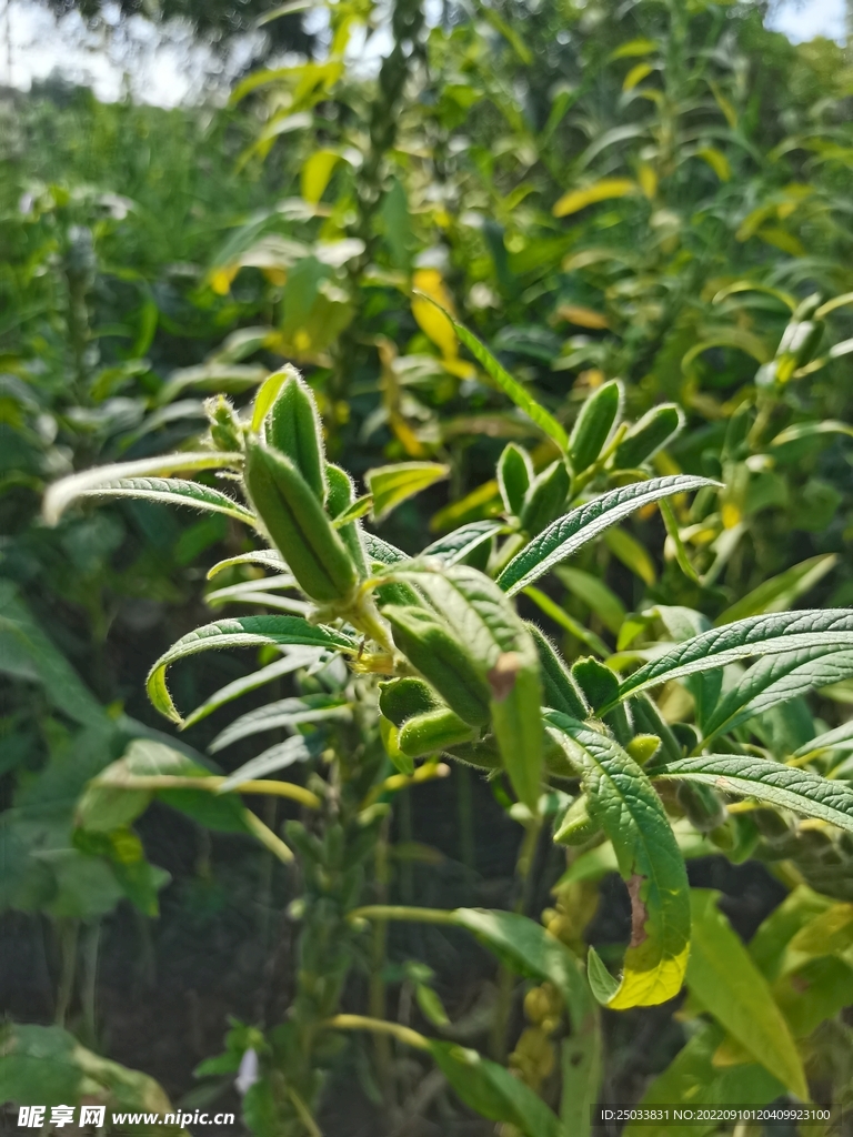 芝麻果实