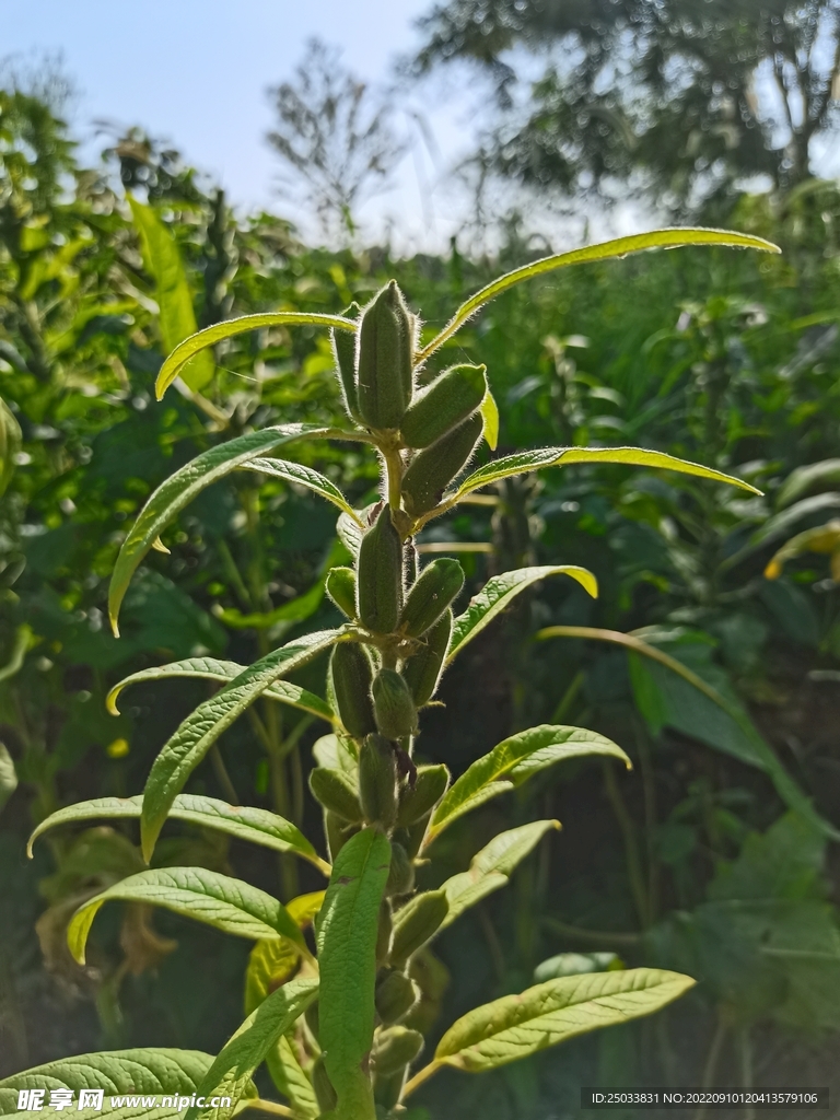 芝麻果实 