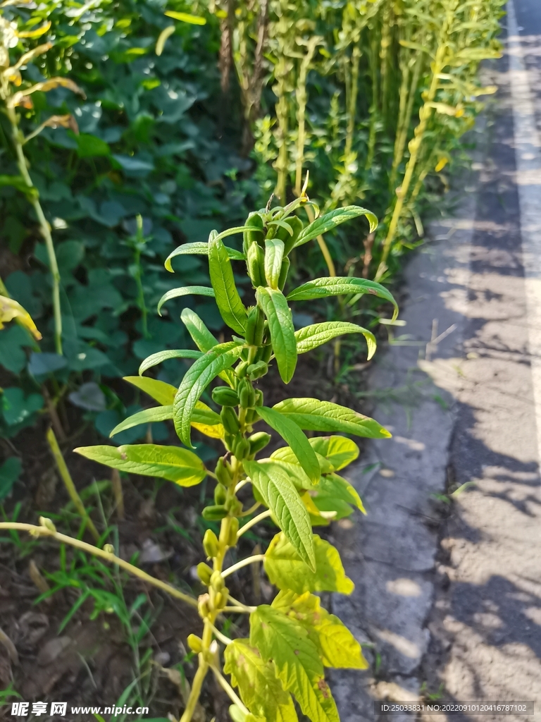 芝麻果实 