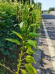 芝麻果实 