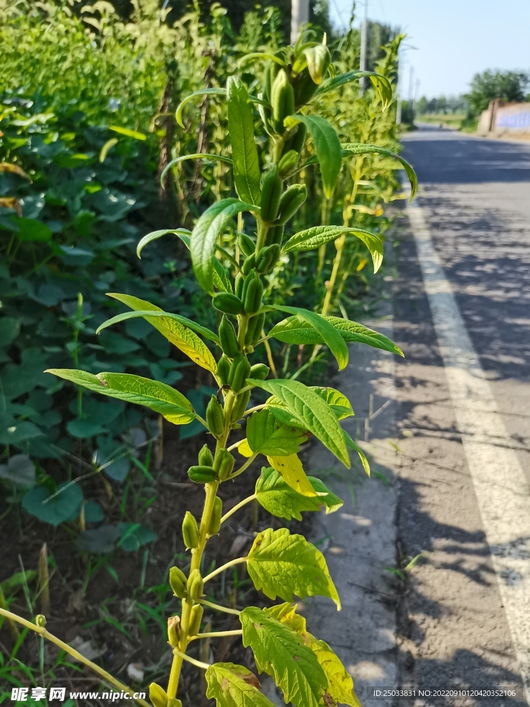 芝麻果实 