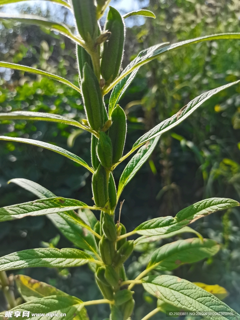 芝麻果实