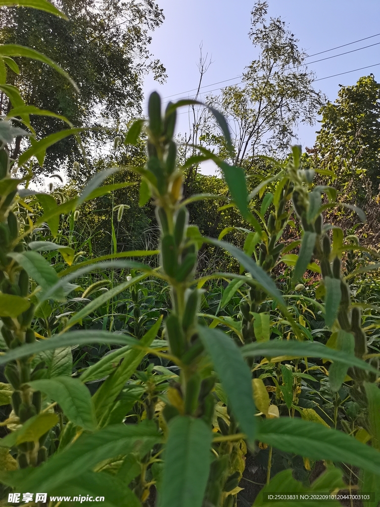 芝麻棵  