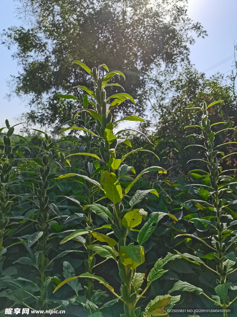 芝麻棵  