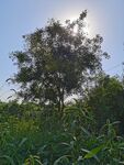 绿树