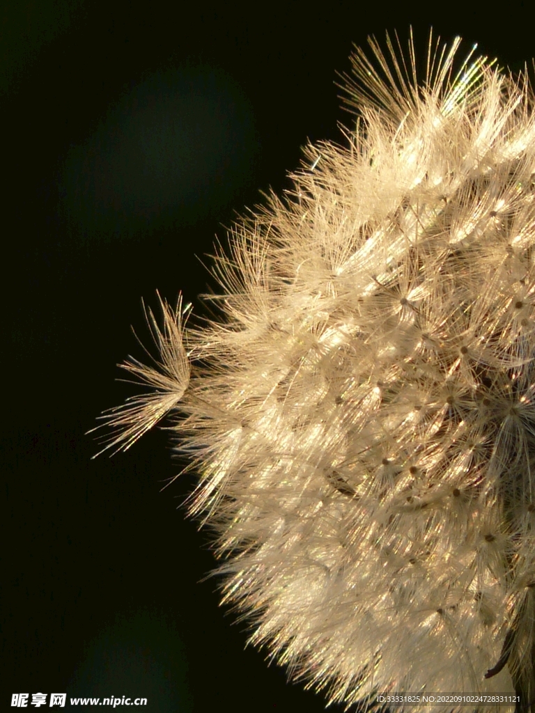 蒲公英摄影图__花草_生物世界_摄影图库_昵图网