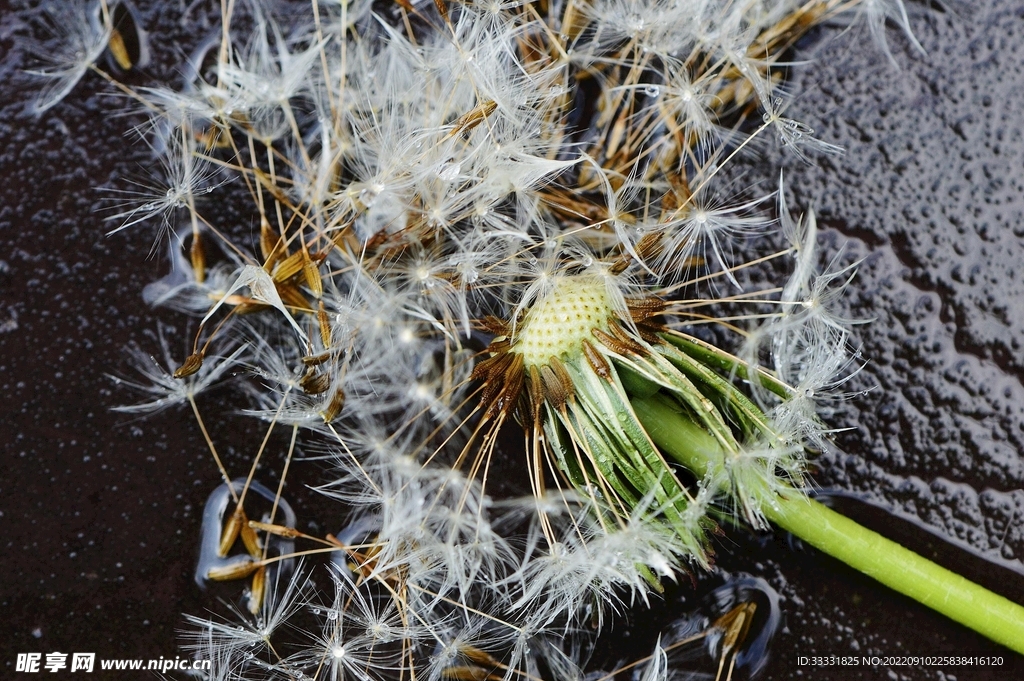 蒲公英
