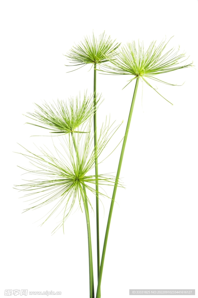 蒲公英