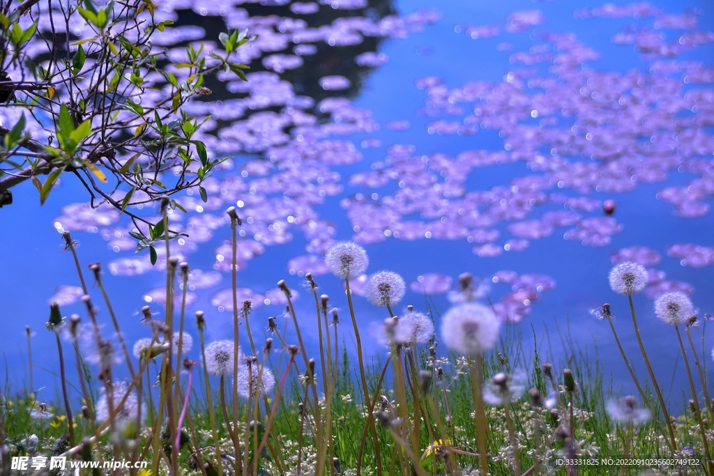 蒲公英摄影图__花草_生物世界_摄影图库_昵图网