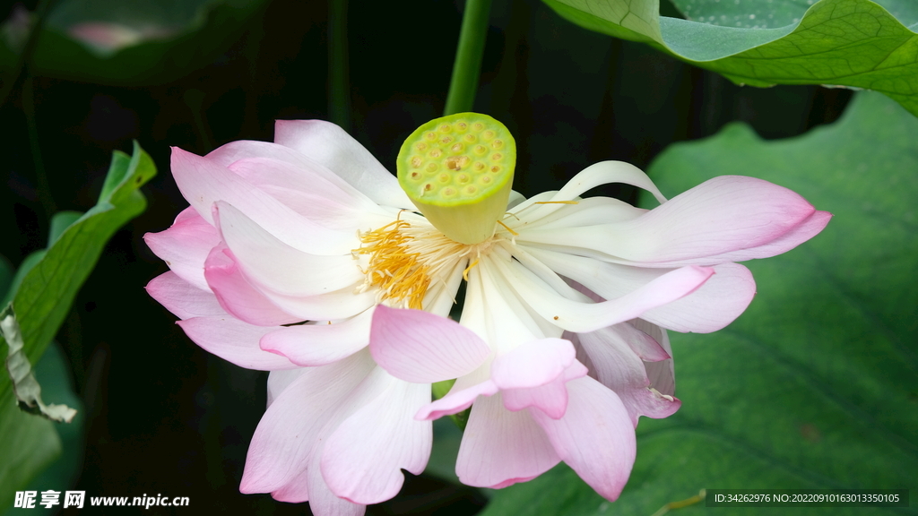 荷花花瓣