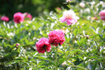 芍药