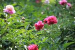 芍药