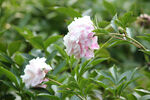 芍药