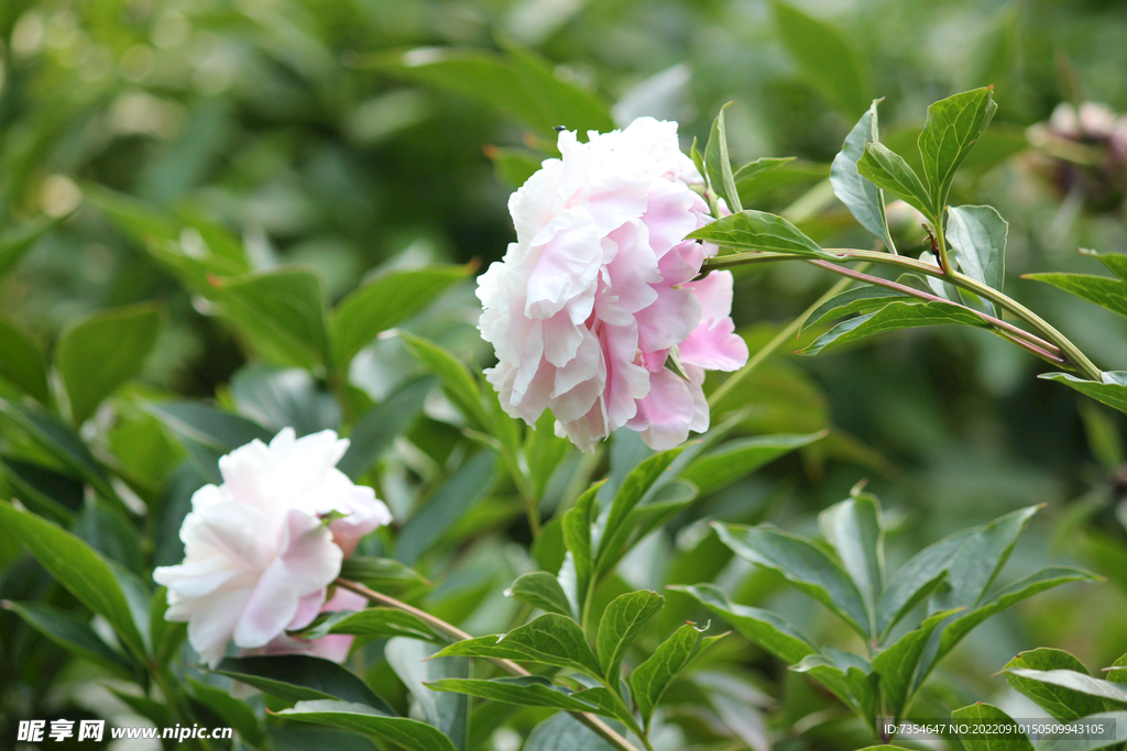 芍药