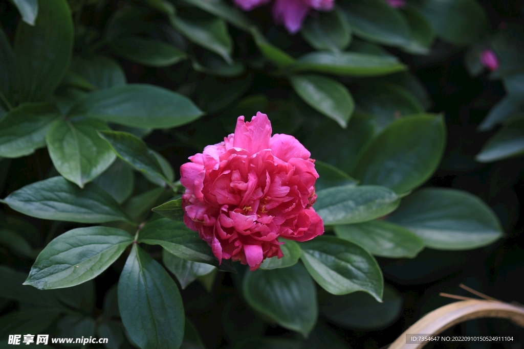 芍药