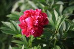 芍药