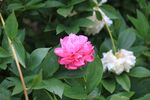 芍药
