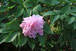 芍药