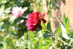 芍药 