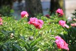 芍药